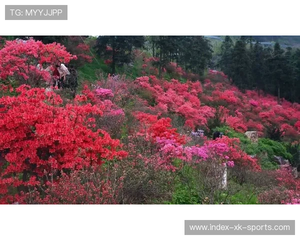 全国最佳赏花胜地推荐网站 让你在花海中徜徉尽享春光